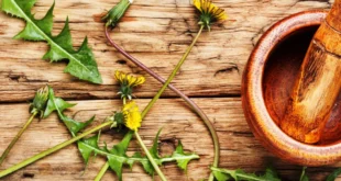 8 remedies with dandelion, give them a try!