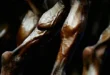 Hypertrophy: train each muscle according to its fiber type