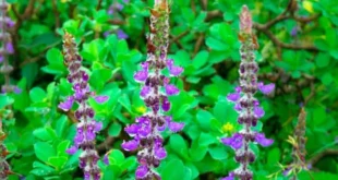 Coleus Forskohlii, what it is, and its health benefits