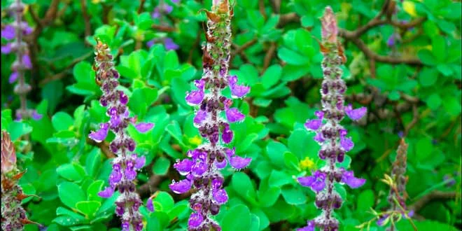 Coleus Forskohlii, what it is, and its health benefits