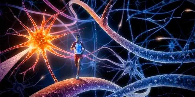 Benefits of Physical Exercise for Memory and Learning Benefits of Physical Exercise for Memory and Learning