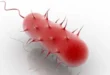 Helicobacter Pylori, what it is, its symptoms, how to cure it