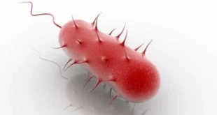 Helicobacter Pylori, what it is, its symptoms, how to cure it