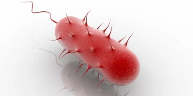 Helicobacter Pylori, what it is, its symptoms, how to cure it Helicobacter Pylori, what it is, its symptoms, how to cure it