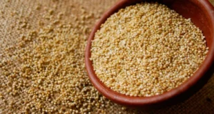 Amaranth seeds, all the info