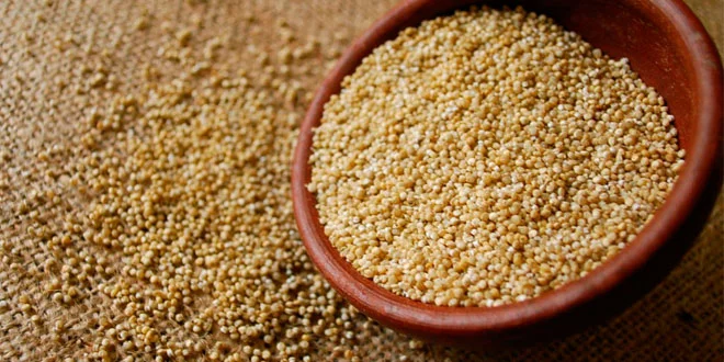 Amaranth seeds, all the info Amaranth seeds, all the info