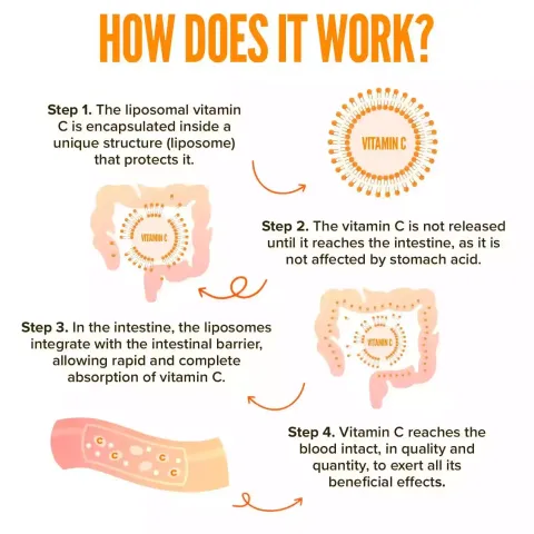 how does lipo c work Buy Liposomal Vitamin C