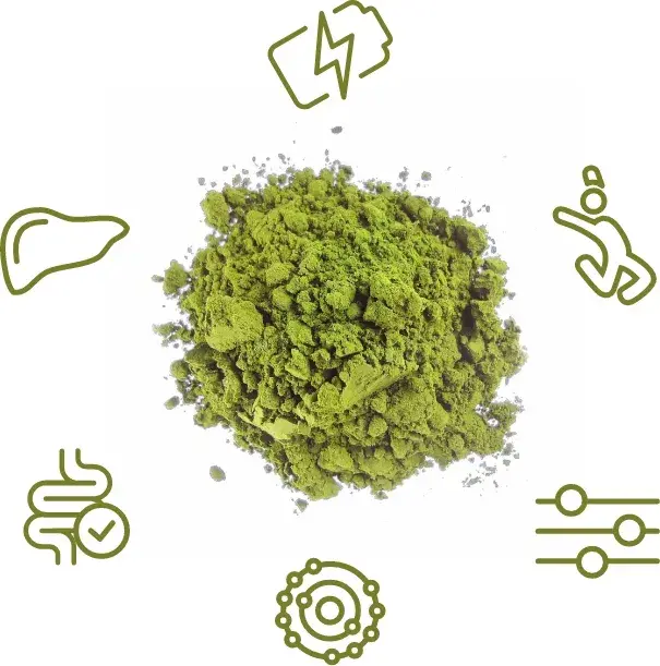 What is Chlorella Algae used for