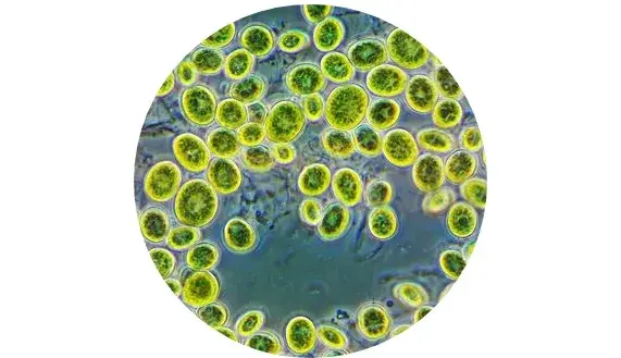 Boosting energy to cells