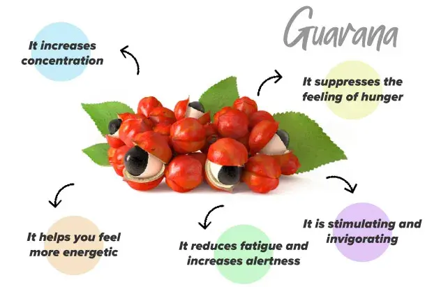 Guarana effects Guarana effects