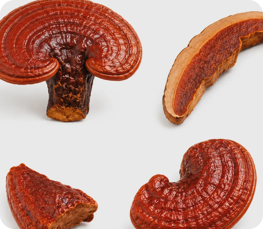 reishi complex reishi complex