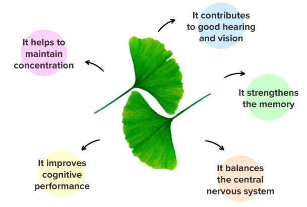 Ginkgo biloba effects